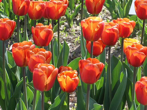 Tulipa cv. Brown Sugar