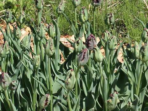 Tulipa cv. Black Parrot