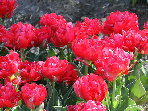 Tulipa cv. Flash Point