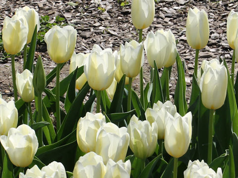 Tulipa cv. Francoise