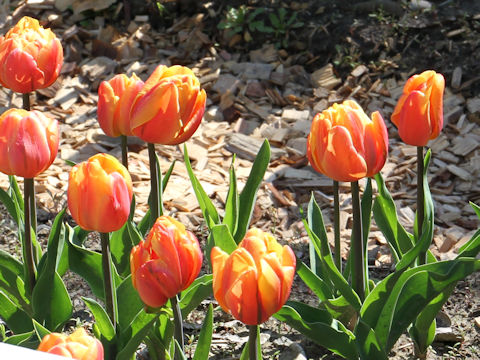 Tulipa cv. Freeman