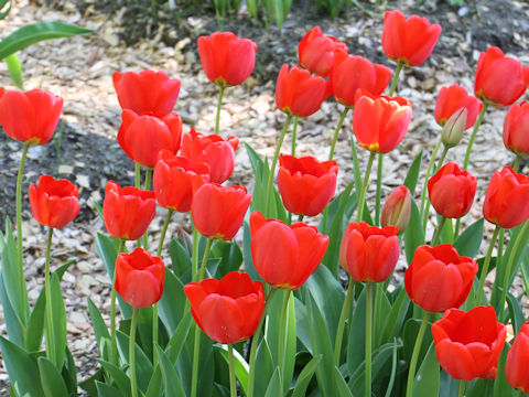 Tulipa cv. Apeldoorn