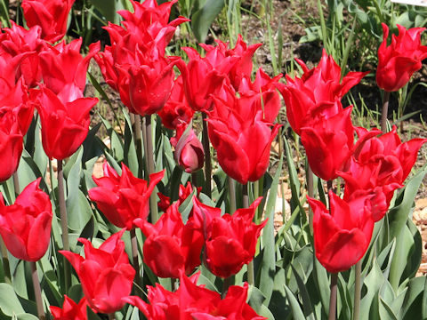 Tulipa cv. Pretty Woman