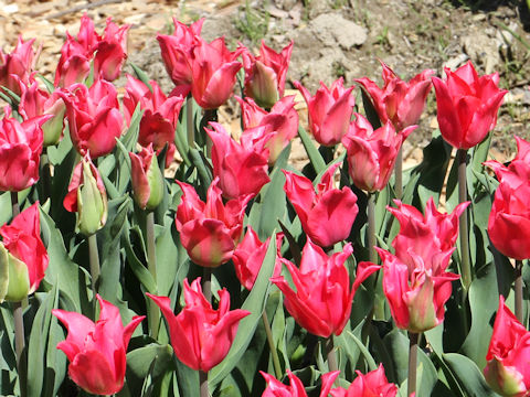 Tulipa cv. Pretty Love