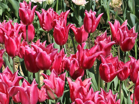 Tulipa cv. Pretty Lady