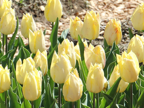 Tulipa cv. Prince Gold