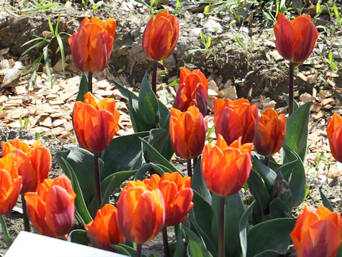 Tulipa cv. Princess Irene