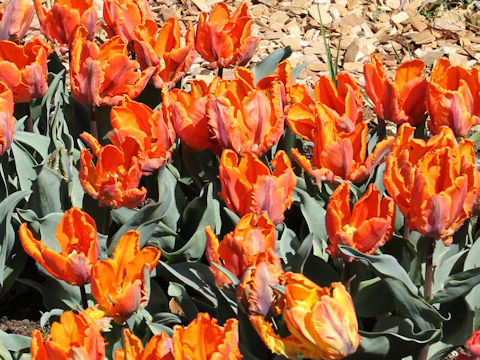 Tulipa cv. Princess Irene Parrot