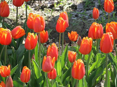 Tulipa cv. Princess Catharina-Amalia