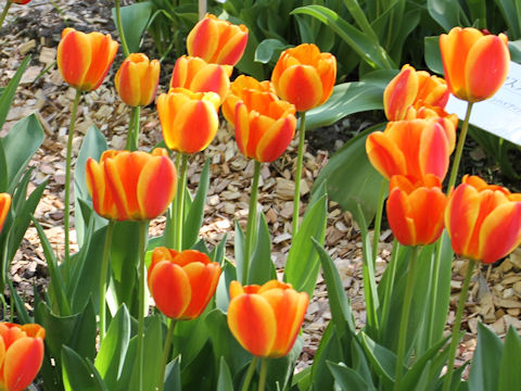 Tulipa cv. Apeldoorn's Elite