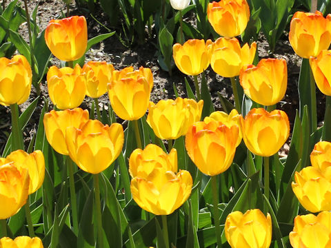 Tulipa cv. Prinz Armin