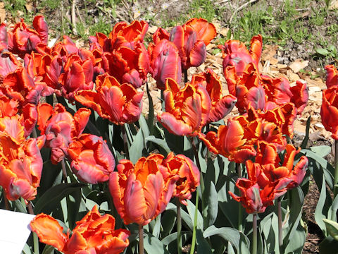 Tulipa cv. Blumex Favourite