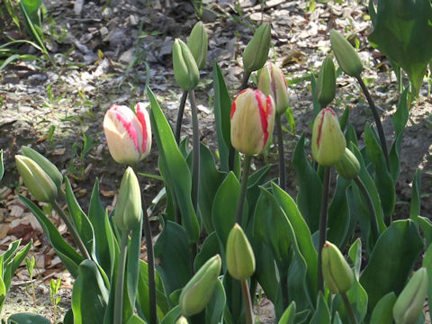 Tulipa cv. Play Girl