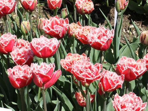 Tulipa cv. Brest