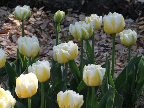 Tulipa cv. Flaming Evita