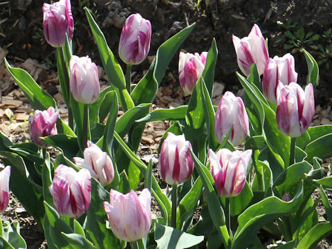 Tulipa cv. Flaming Flag