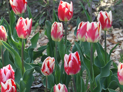 Tulipa cv. Flaming Prominence