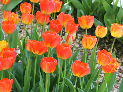 Tulipa cv. American Dream