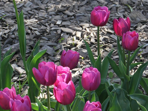 Tulipa cv. Friendship
