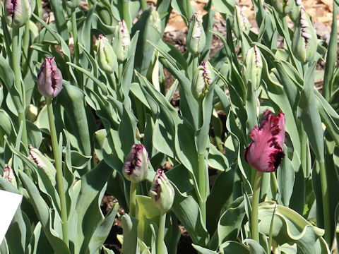 Tulipa cv. Frozen Night