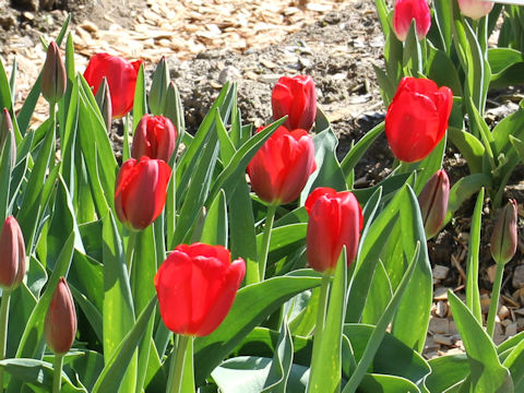 Tulipa cv. Peking