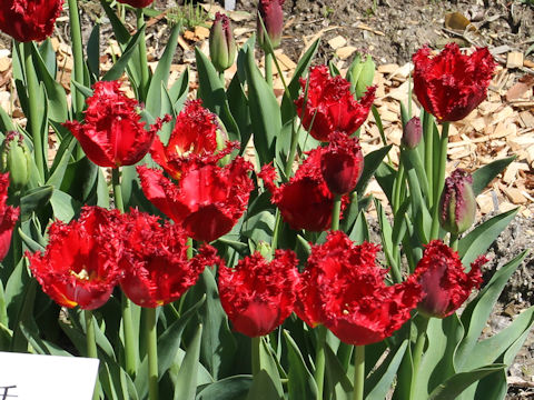 Tulipa cv. Versaci