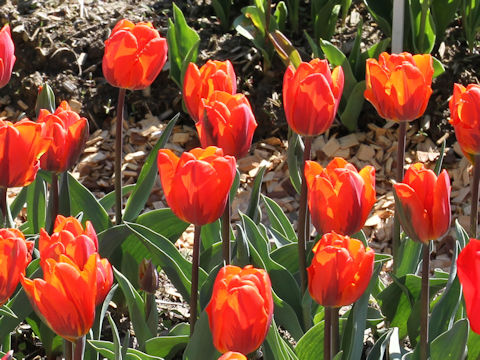 Tulipa cv. Hermitage