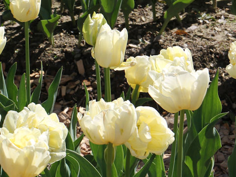 Tulipa cv. Verona