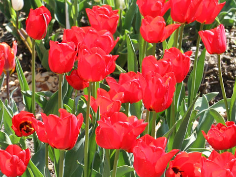 Tulipa cv. Ben Van Zanten