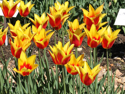 Tulipa cv. Aladdin