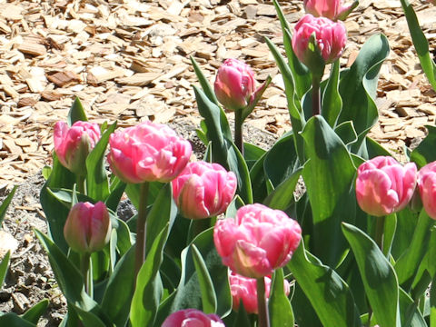Tulipa cv. Voque