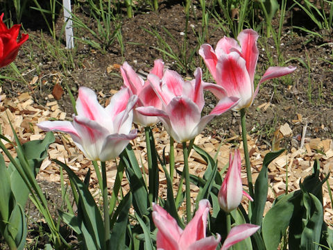 Tulipa cv. Holland Chic