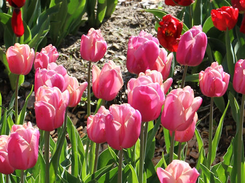 Tulipa cv. Holland Beauty