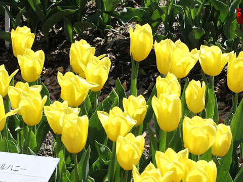 Tulipa cv. Bolroyal Honey