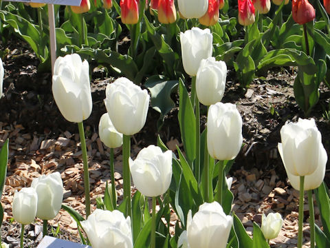 Tulipa cv. White Dynasty