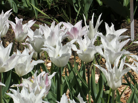 Tulipa cv. White Triumphator