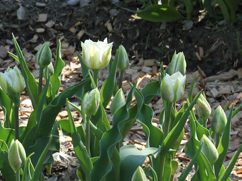 Tulipa cv. White Heart