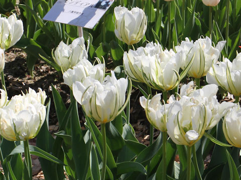 Tulipa cv. White Valley