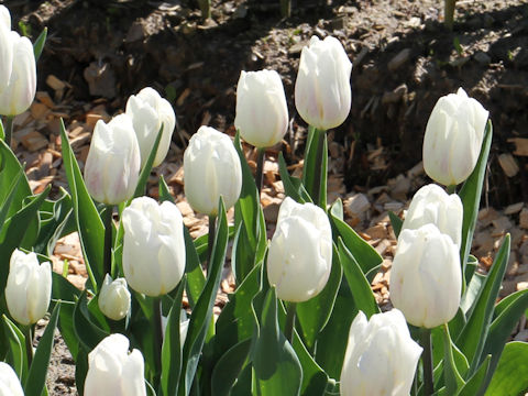 Tulipa cv. White Flag