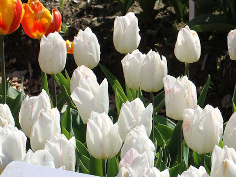Tulipa cv. White Prince