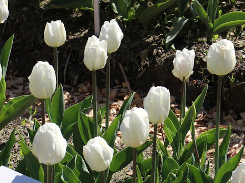 Tulipa cv. White Marvel