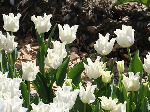Tulipa cv. White Liberstar