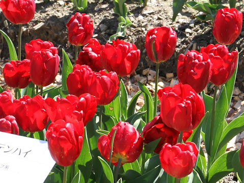 Tulipa cv. Mountain High