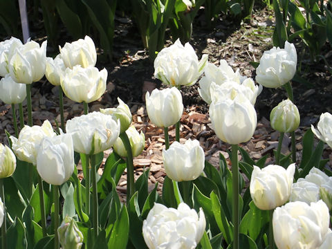 Tulipa cv. Mount Tacoma