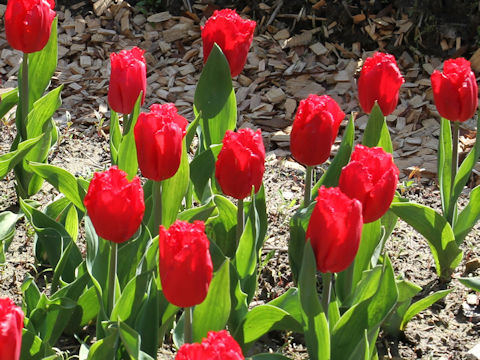 Tulipa cv. Makarska
