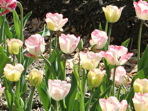 Tulipa cv. Marjolein Bastin