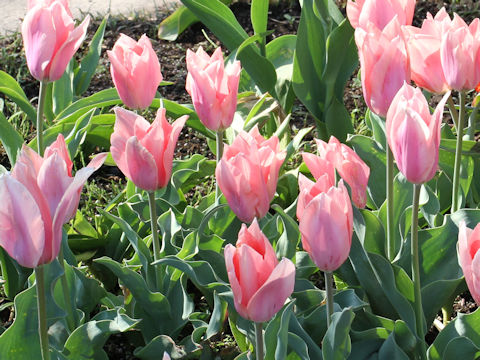 Tulipa cv. Madame Lefeber