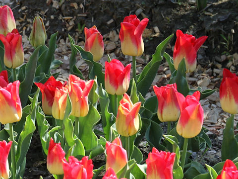 Tulipa cv. Match