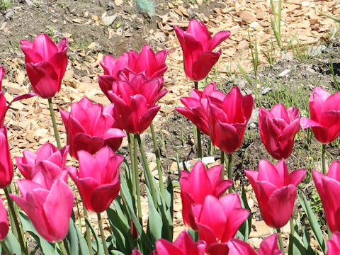 Tulipa cv. Mariette