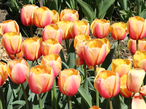 Tulipa cv. Marit